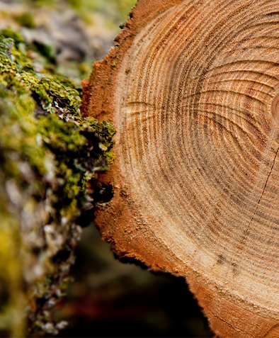 Hvorfor behøver støbte paller ikke gasning til eksport?